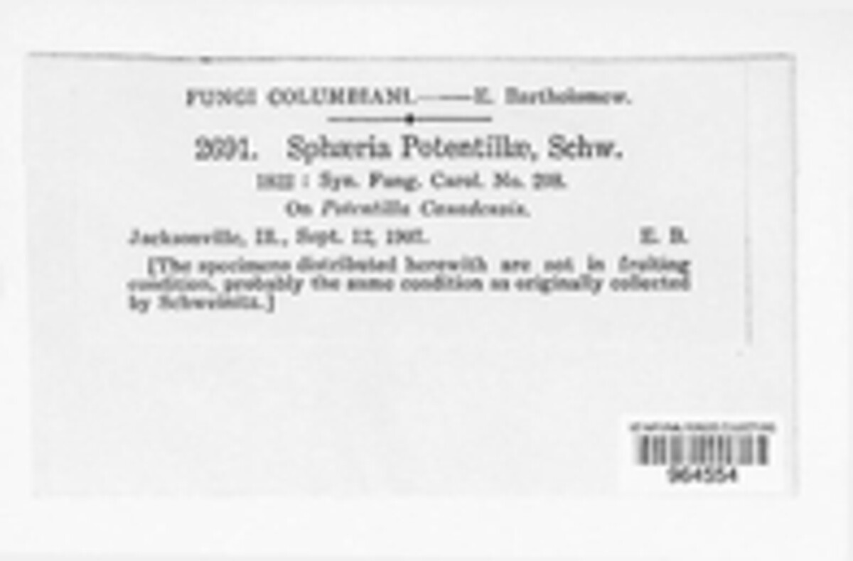 Phyllachora potentillae image